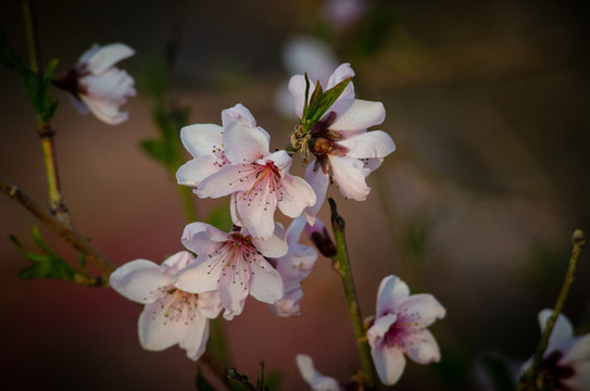 桃花花朵花瓣攝影圖
