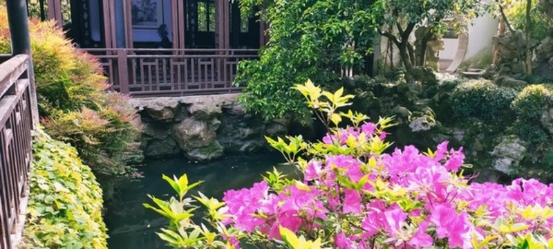 杜娟花