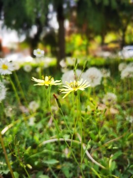 苦菜花