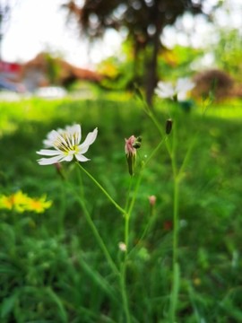 苦菜花