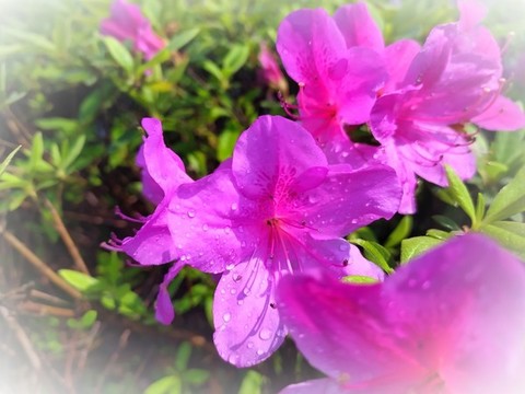 紅色杜鵑花