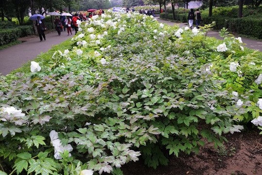 洛陽國際牡丹園