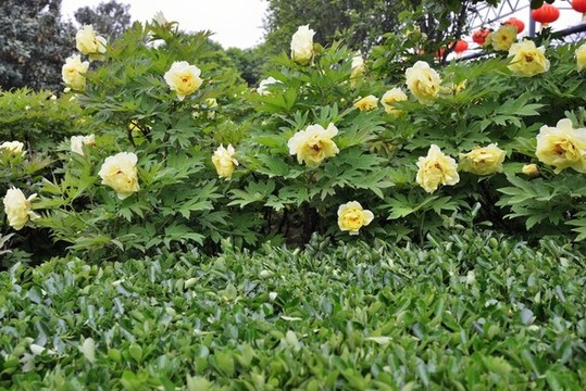 洛陽(yáng)國(guó)際牡丹園