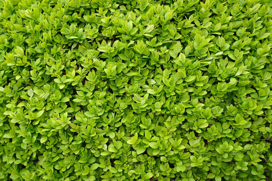 綠植底圖