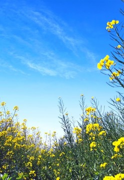 藍(lán)天下的油菜花