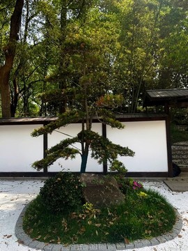 羅漢松