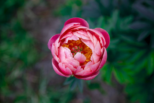 紅牡丹花