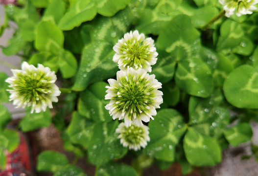 四葉草花