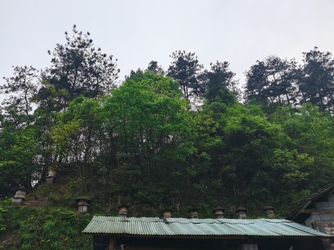 養(yǎng)蜂
