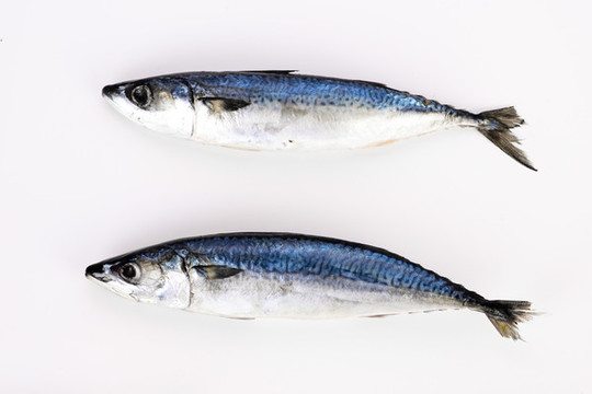 鲅魚(yú)藍(lán)點(diǎn)馬鮫