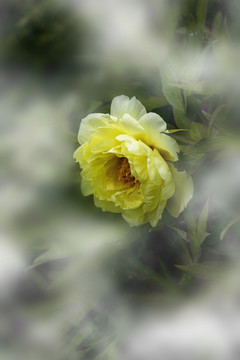 牡丹花開