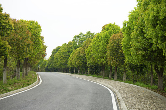 林蔭道
