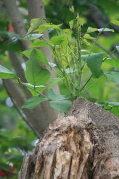 老樹(shù)新枝
