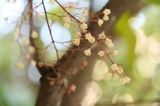 白色蘋婆花