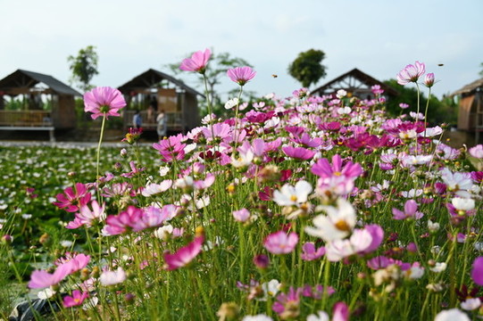 格桑花