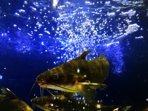 黃骨魚