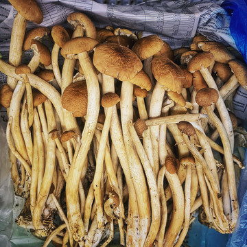 茶樹菇