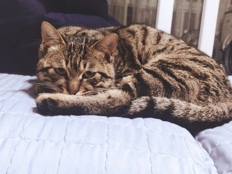 小貓