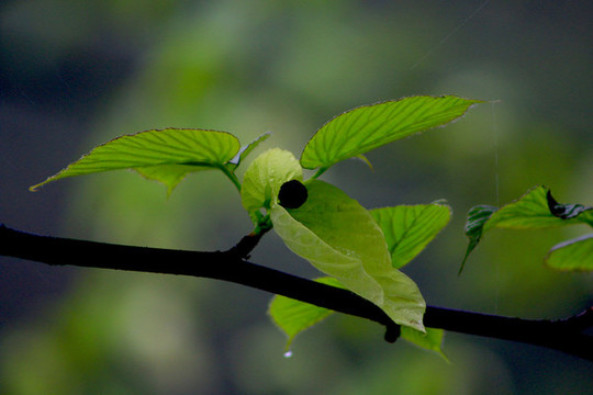 鴿子花開