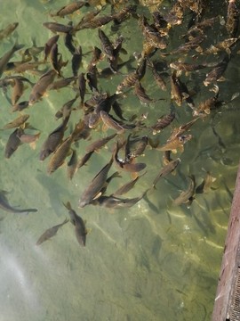 魚