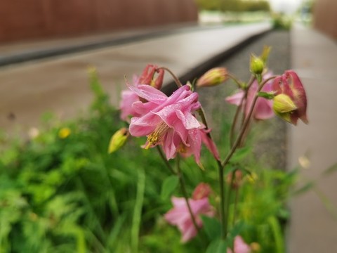 紅色耬斗菜