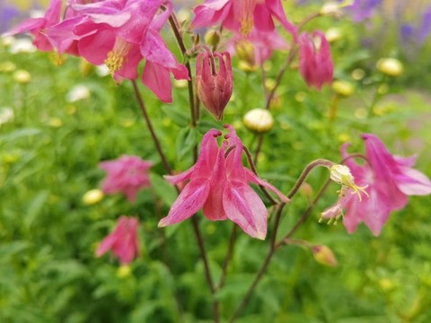 大花耬斗菜