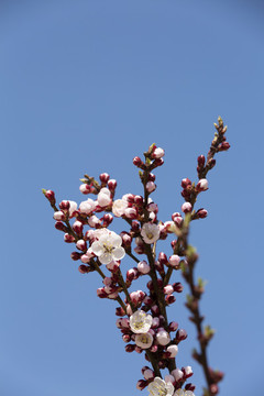 桃花迎春開
