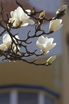 玉蘭花開(kāi)