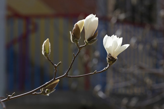 玉蘭花開