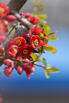 春天盛開(kāi)的海棠花