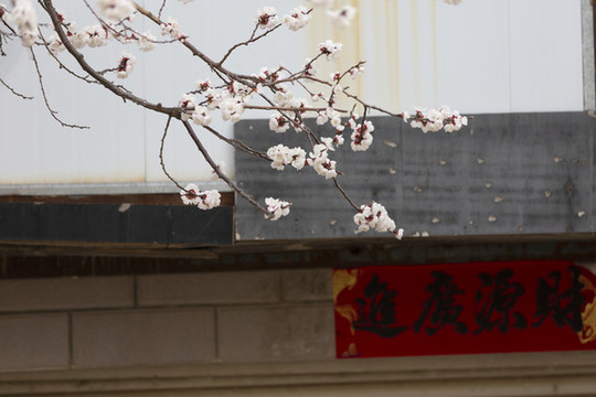 桃花迎春開