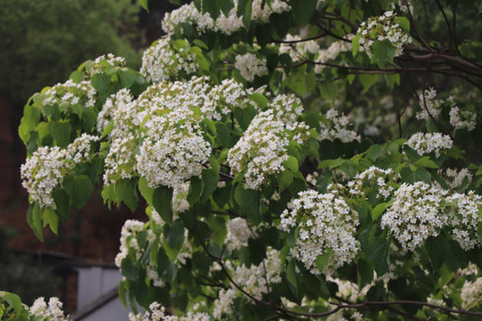 梧桐花