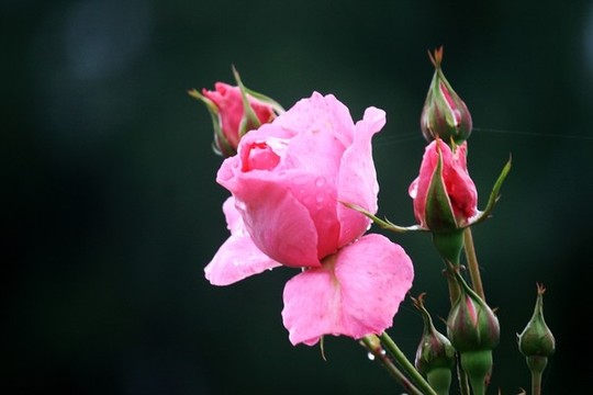 月季花
