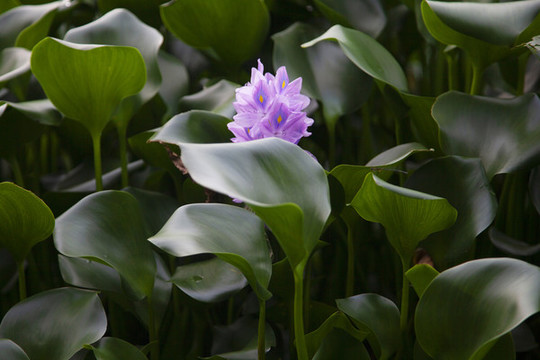 水葫蘆