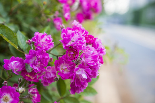 薔薇花