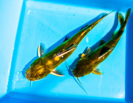 昂刺魚