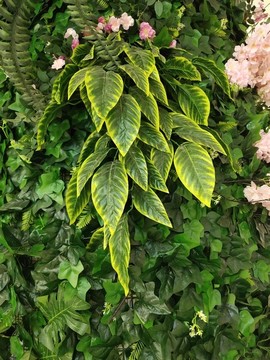 綠植背景墻