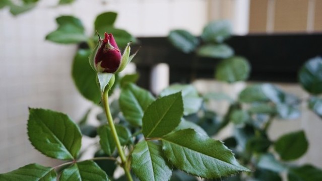 玫瑰花