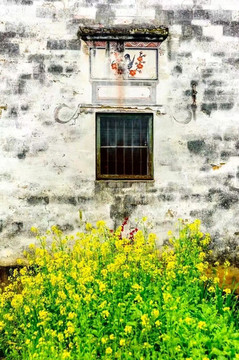 油菜花與土墻