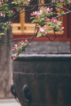 北京故宮庭院建筑和春天鮮花