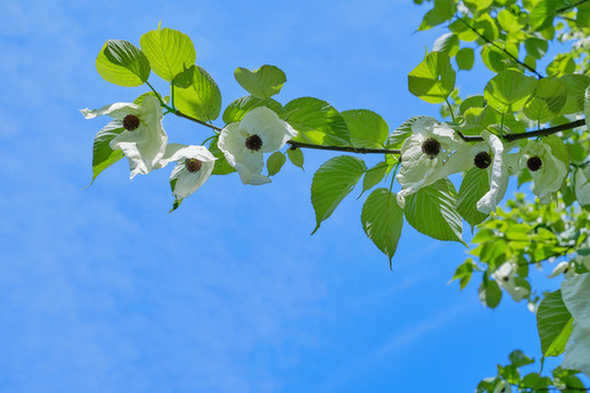 龍蒼溝珙桐花