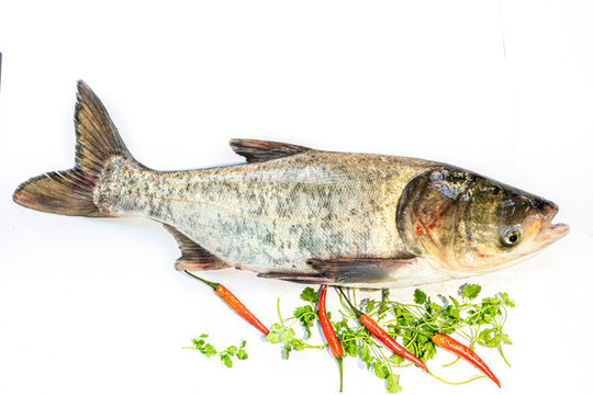 鰱魚(yú)