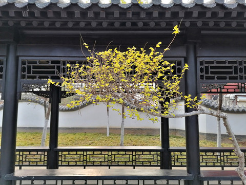 園林景觀
