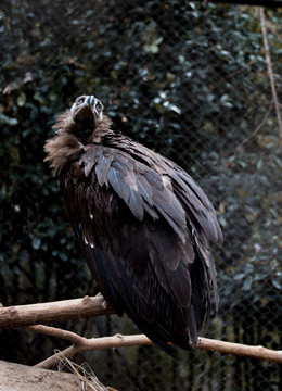 禿鷲鳥(niǎo)類(lèi)