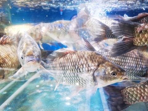 活鯽魚