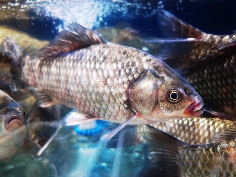 大鯽魚