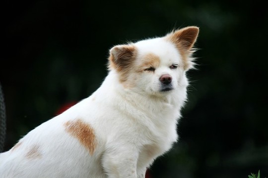 小狗