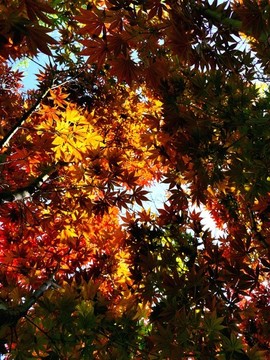 仰拍紅楓天空