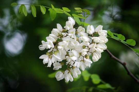 洋槐花