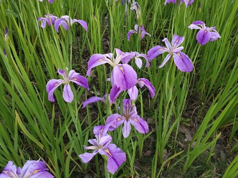 花菖蒲